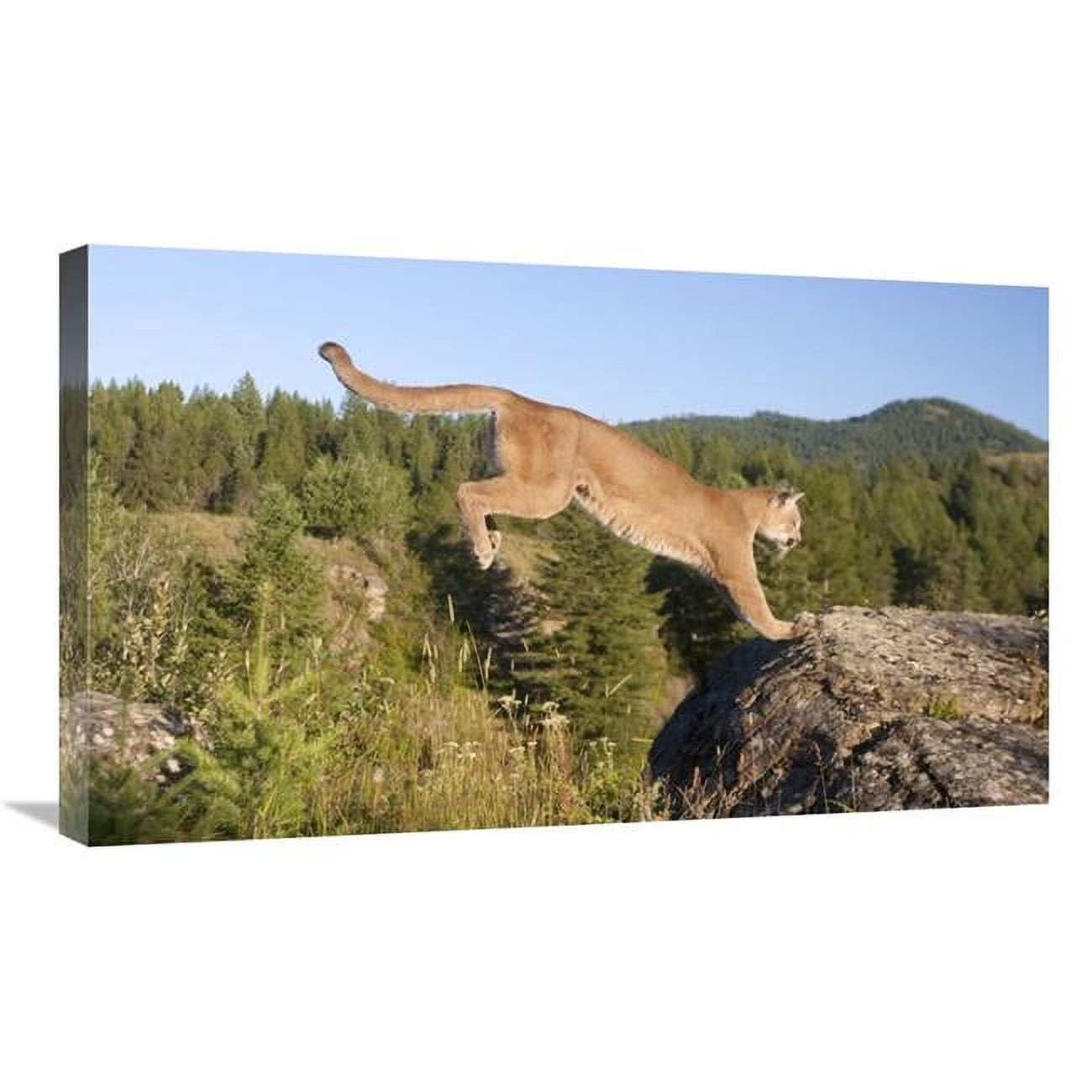 Mountain Lion Jumping Art Print C8940