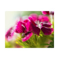 Canvas Art O448364