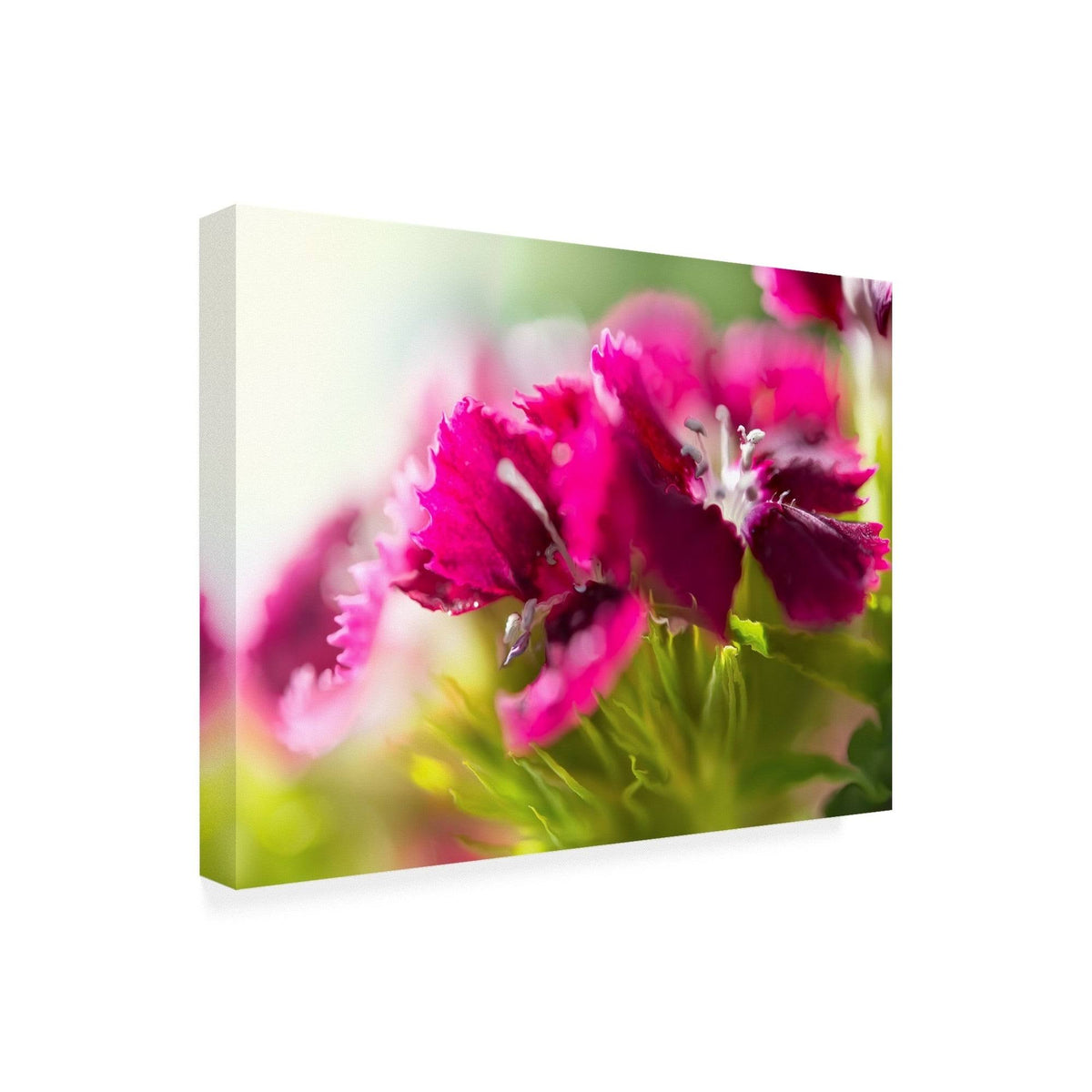 Canvas Art O448364